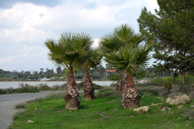 Пальмы на туристической тропе у Соленого озера