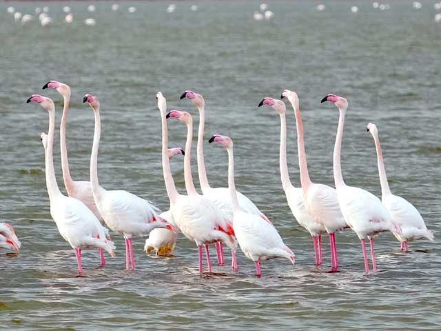 Розовые фламинго на Соленом озере в Ларнаке