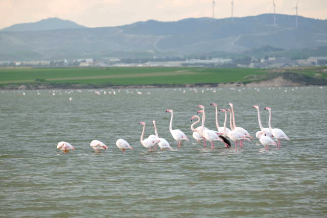 Розовые фламинго на Соленом озере в Ларнаке