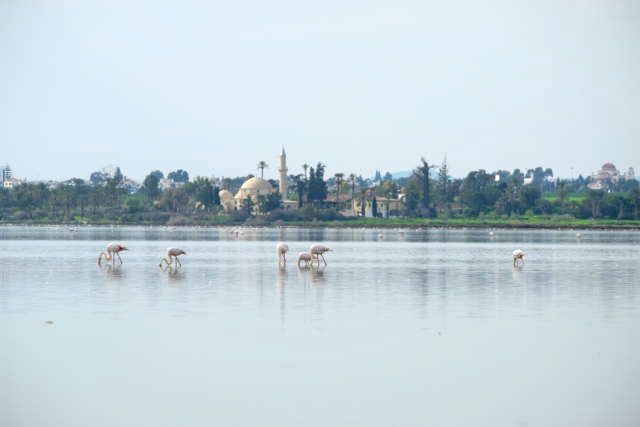Розовые фламинго на фоне мечети Хала Султан Текке